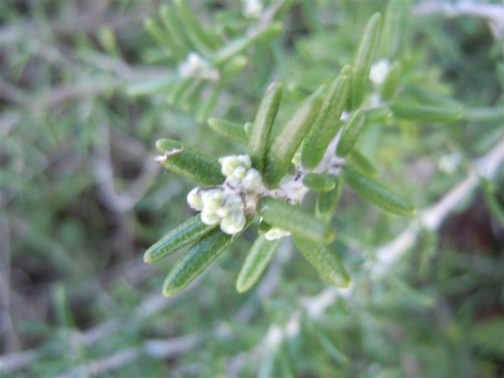 Lago D''Averno - Rosmarinus officinalis